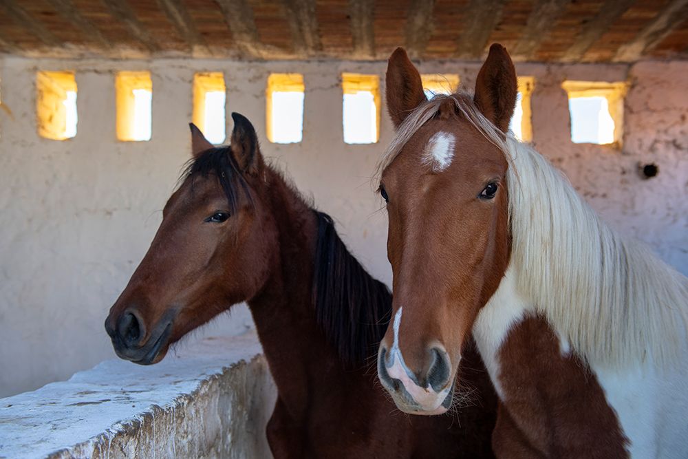 Tunisia, Africa. Two beautiful horses in a cement barn. art print by Alison Wright for $57.95 CAD