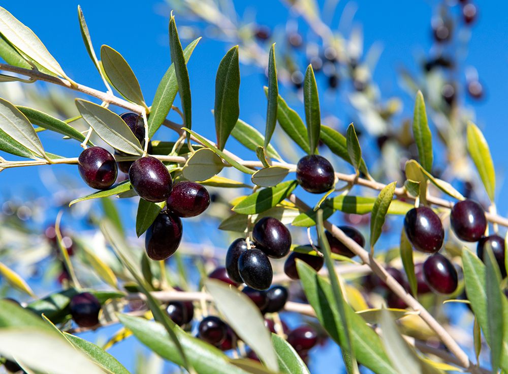 Tunisia, Africa. Close view of ripe olives on a tree. art print by Alison Wright for $57.95 CAD