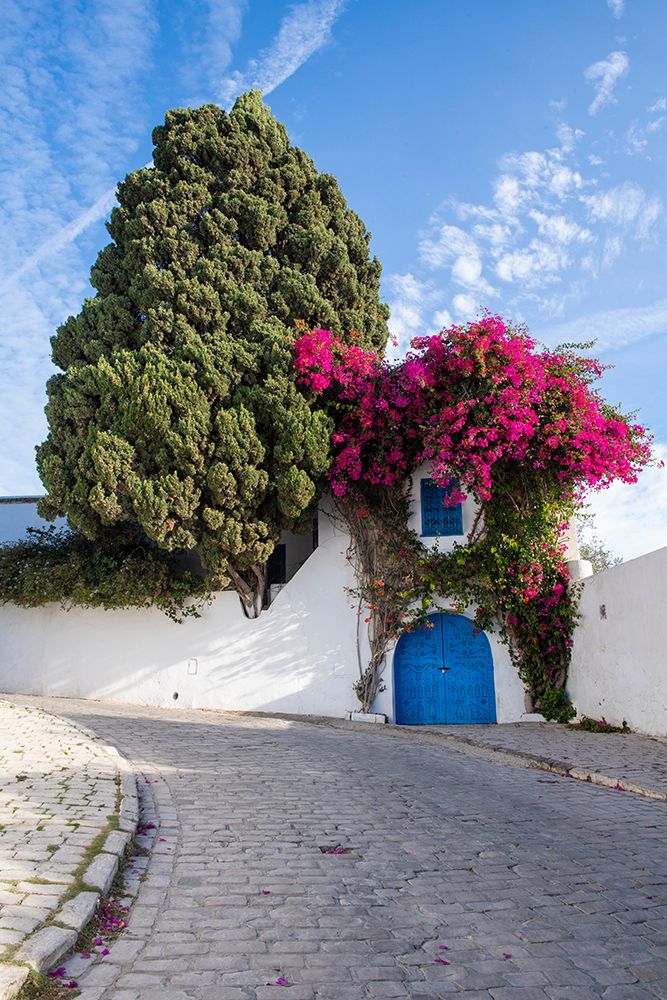 Sidi Bou Said, Tunisia, Africa. A picturesque doorway in town. art print by Alison Wright for $57.95 CAD
