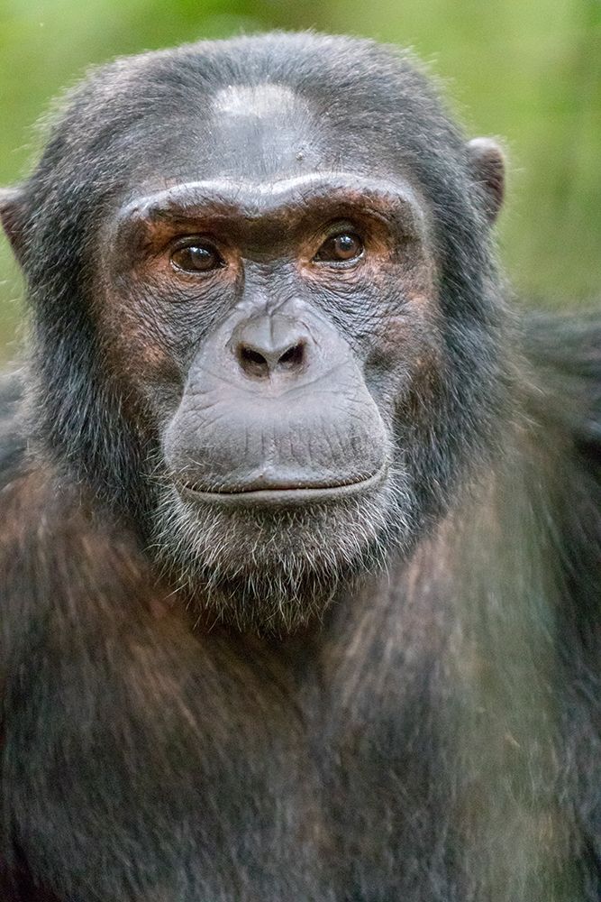 Africa, Uganda, Kibale Forest National Park. Chimpanzee in forest. art print by Emily M. Wilson for $57.95 CAD