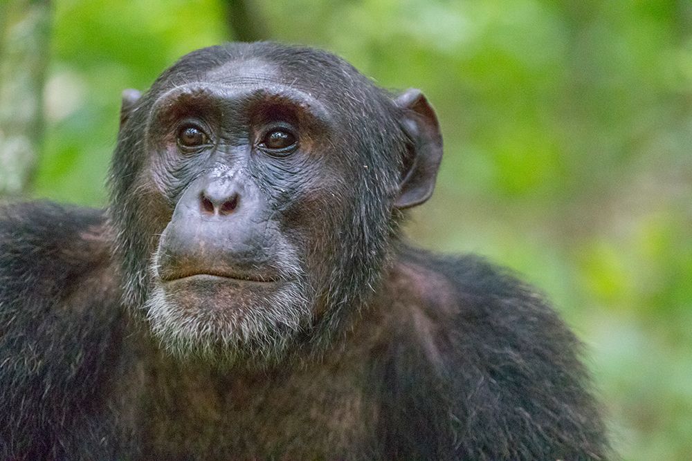 Africa, Uganda, Kibale Forest National Park. Chimpanzee in forest. art print by Emily M. Wilson for $57.95 CAD