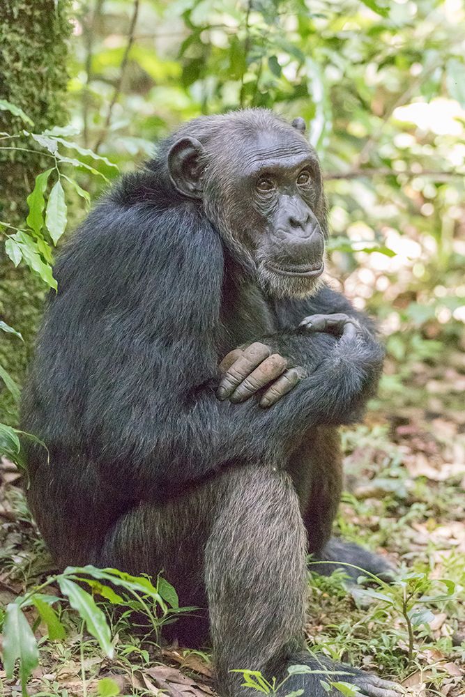 Africa, Uganda, Kibale Forest National Park. Chimpanzee in forest. art print by Emily M. Wilson for $57.95 CAD