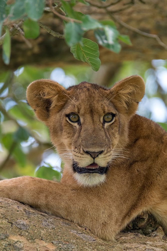 Africa, Uganda, Ishasha, Queen Elizabeth National Park. Lioness in tree, resting on branch. art print by Emily M. Wilson for $57.95 CAD