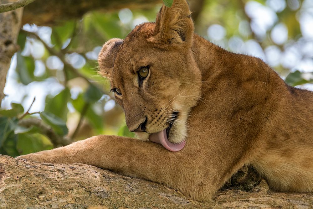 Africa, Uganda, Ishasha, Queen Elizabeth National Park. Lioness in tree, resting on branch. art print by Emily M. Wilson for $57.95 CAD