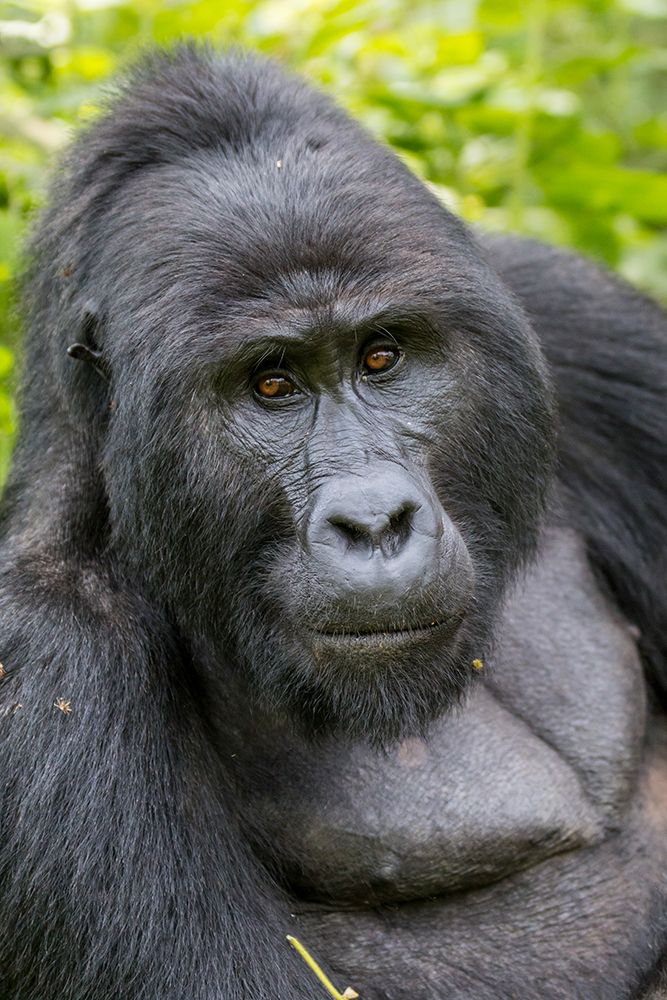 Africa, Uganda, Bwindi Impenetrable Forest and National Park. Mountain, or eastern gorillas. art print by Emily M. Wilson for $57.95 CAD
