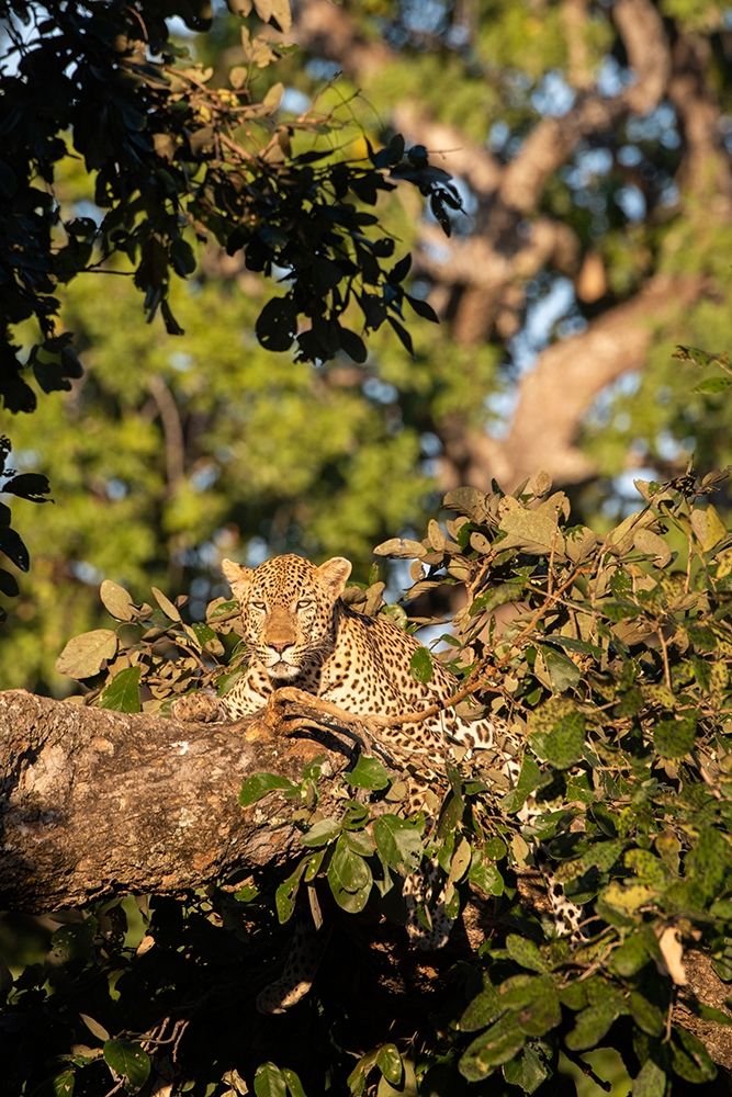 Africa-Zambia-South Luangwa National Park Male African leopard art print by Cindy Miller Hopkins for $57.95 CAD