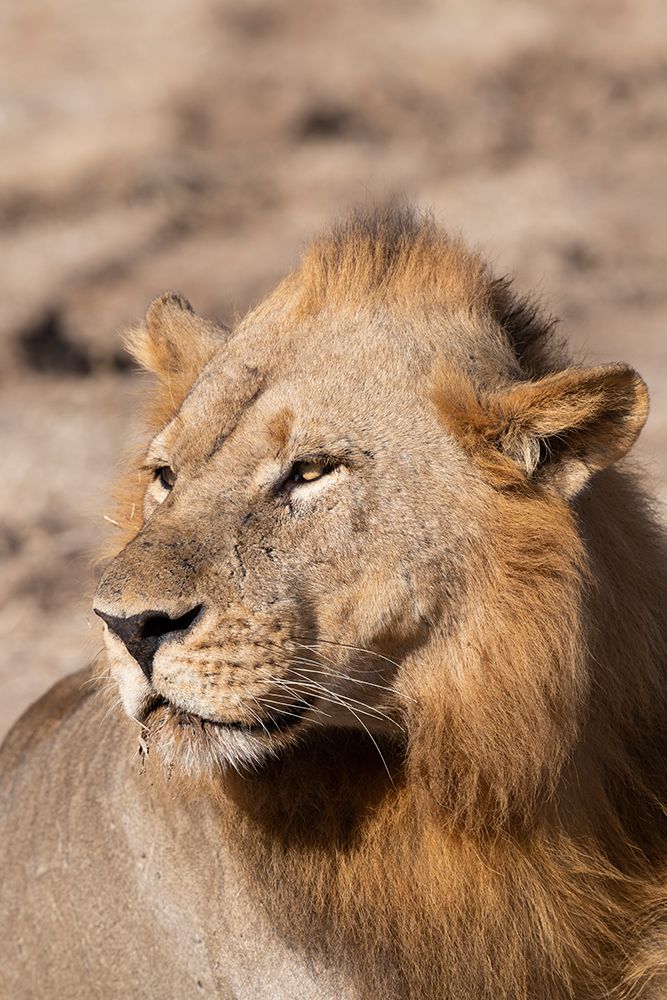 Zambia-South Luangwa National Park. Male African. art print by Cindy Miller Hopkins for $57.95 CAD
