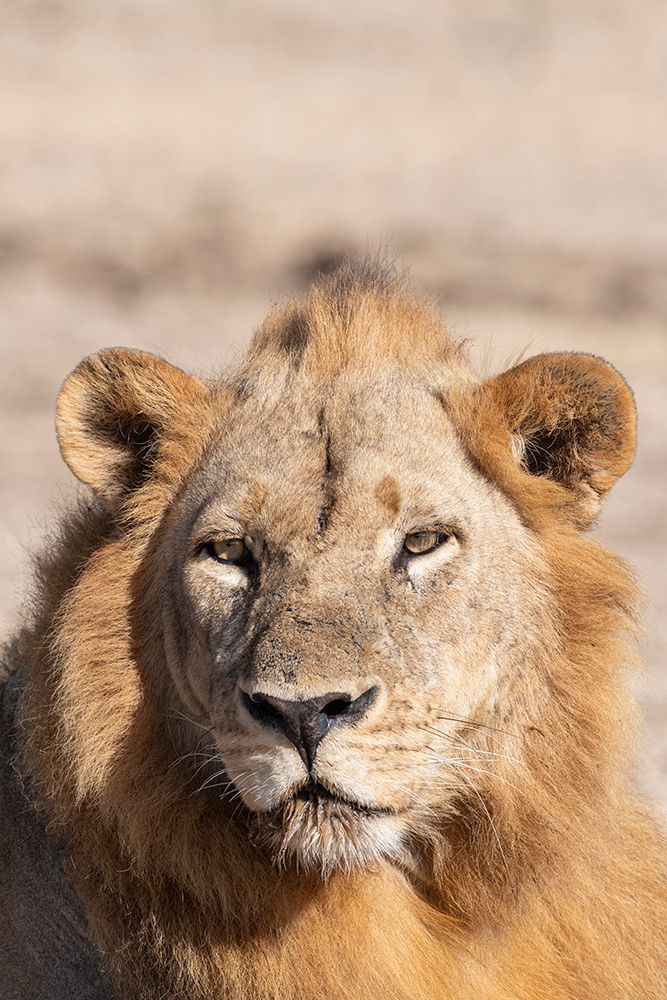 Zambia-South Luangwa National Park. Male African. art print by Cindy Miller Hopkins for $57.95 CAD
