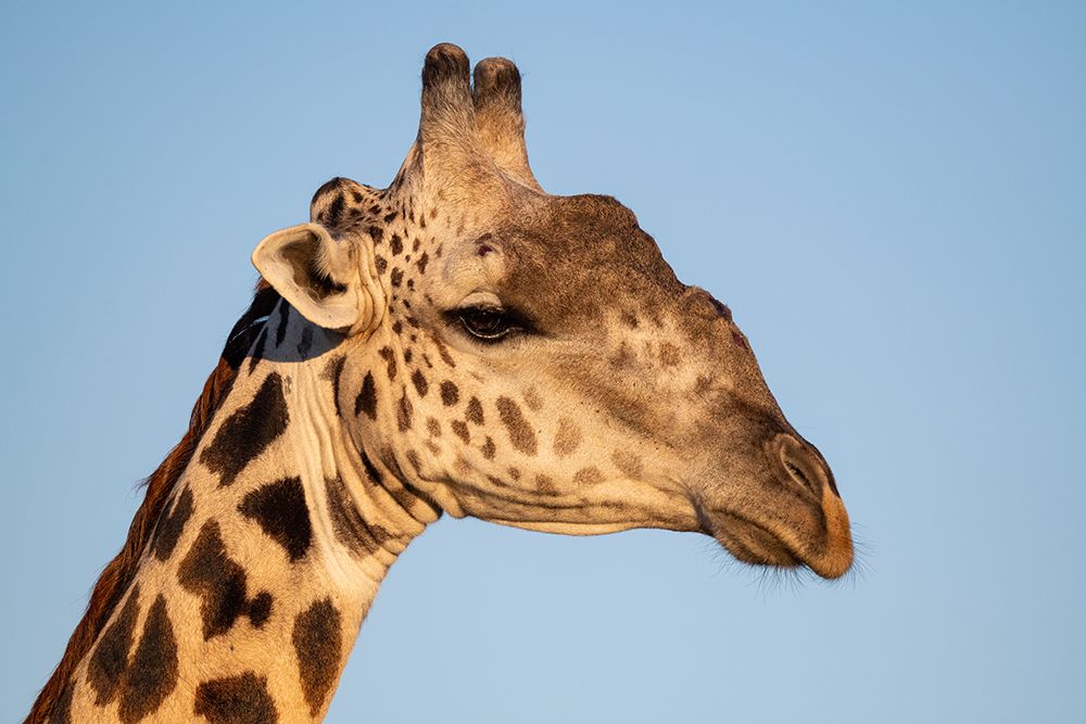 Zambia-South Luangwa National Park. Thornicrofts giraffe endemic to Luangwa. art print by Cindy Miller Hopkins for $57.95 CAD