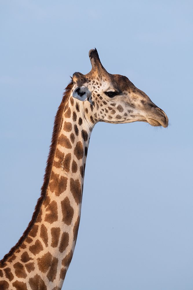 Zambia-South Luangwa National Park. Thornicrofts giraffe endemic to Luangwa. art print by Cindy Miller Hopkins for $57.95 CAD