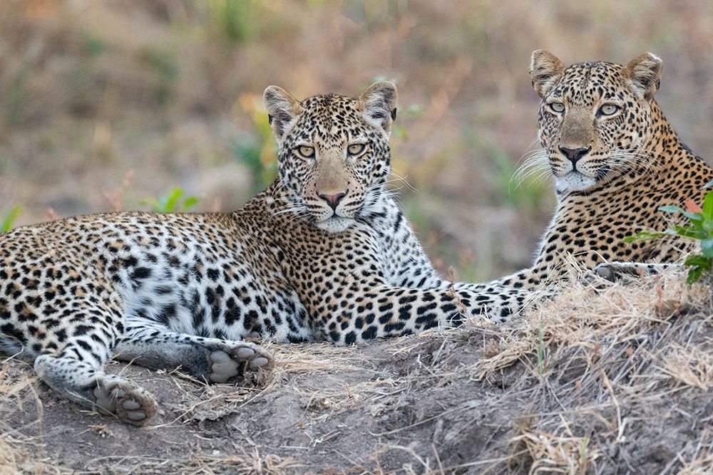 Zambia-South Luangwa National Park. Mother leopard with grown male cub. art print by Cindy Miller Hopkins for $57.95 CAD