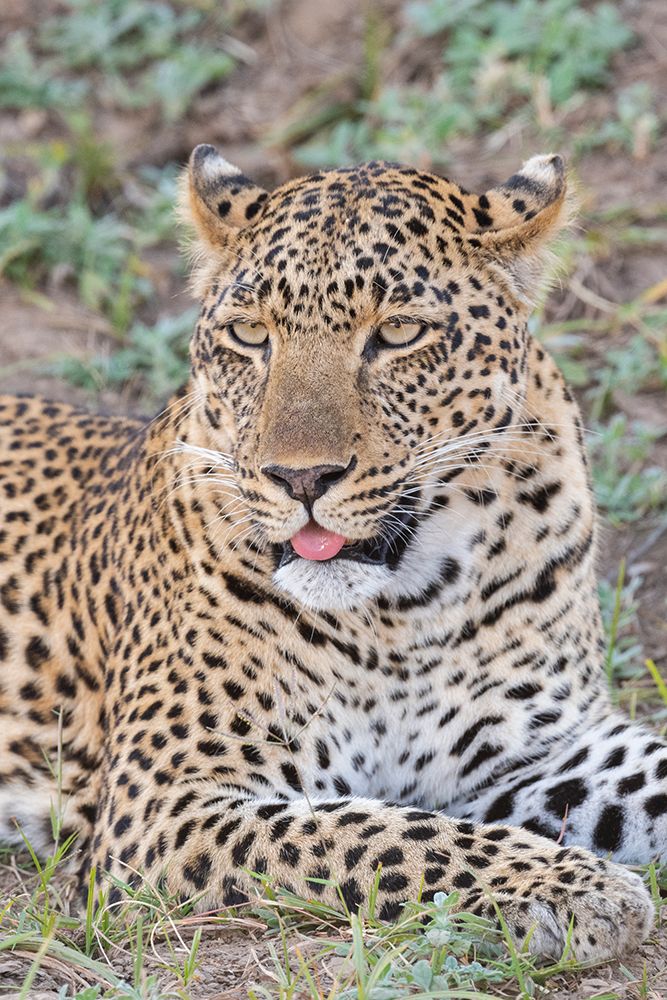 Zambia-South Luangwa National Park. Lone male African leopard. art print by Cindy Miller Hopkins for $57.95 CAD