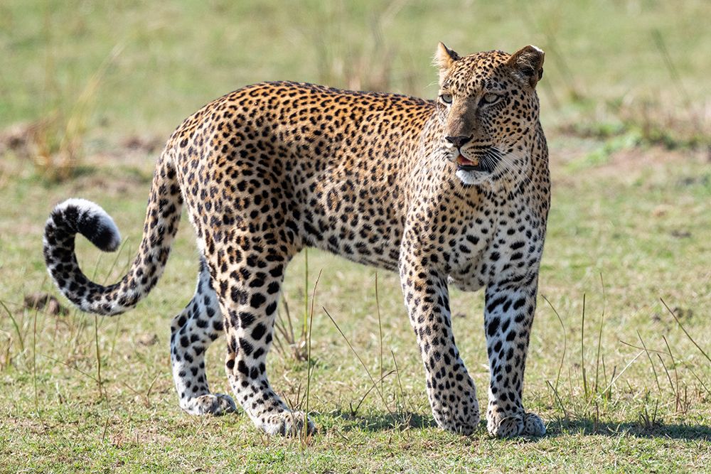 Zambia-South Luangwa National Park. African leopard. art print by Cindy Miller Hopkins for $57.95 CAD