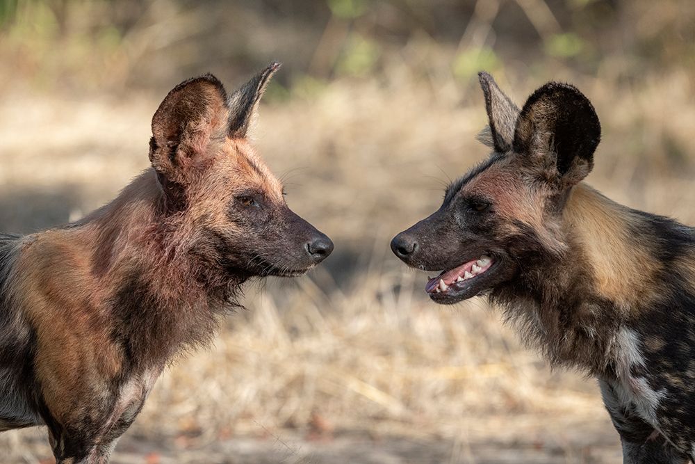 Zambia, South Luangwa National Park. African wild dog. art print by Cindy Miller Hopkins for $57.95 CAD