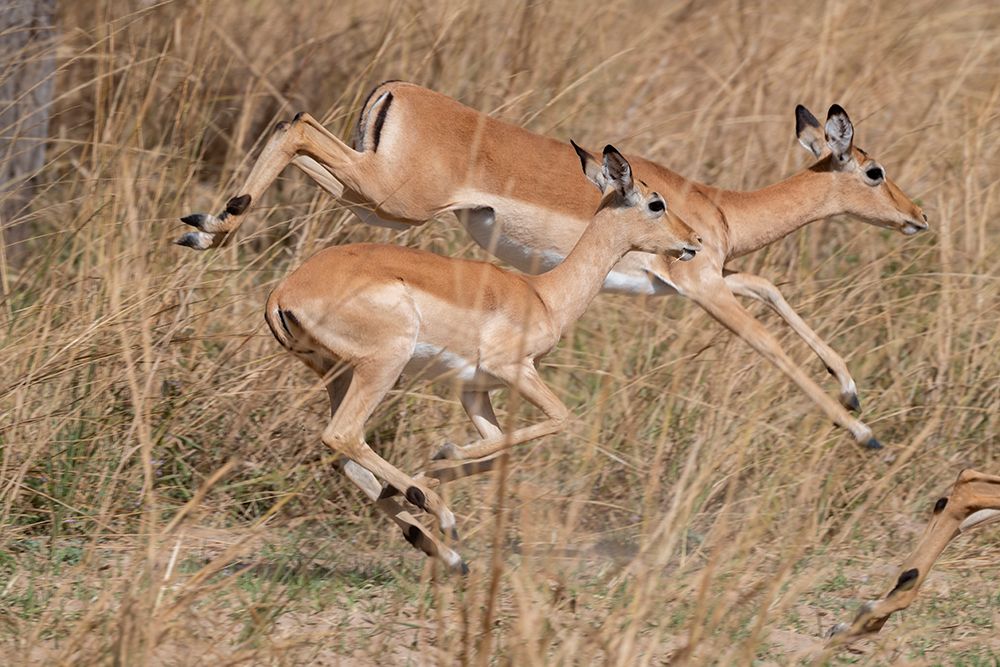 Zambia, South Luangwa National Park. Impala. art print by Cindy Miller Hopkins for $57.95 CAD