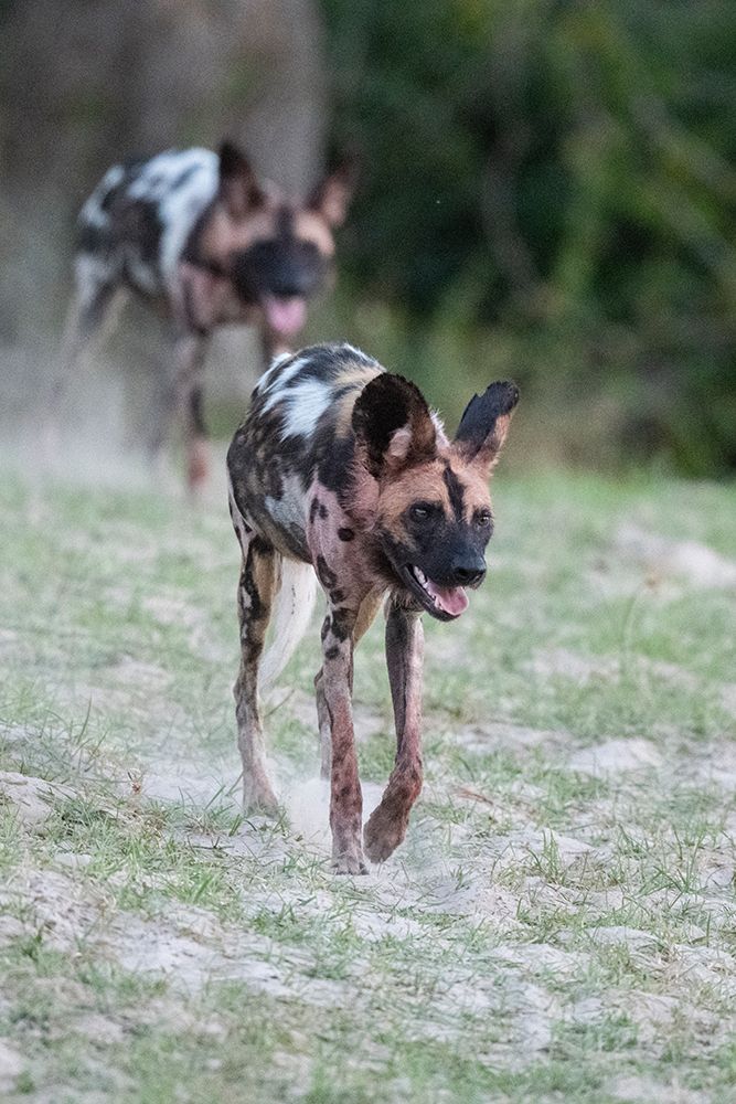 Zambia, South Luangwa National Park. African wild dog from the Manzi Pack. art print by Cindy Miller Hopkins for $57.95 CAD