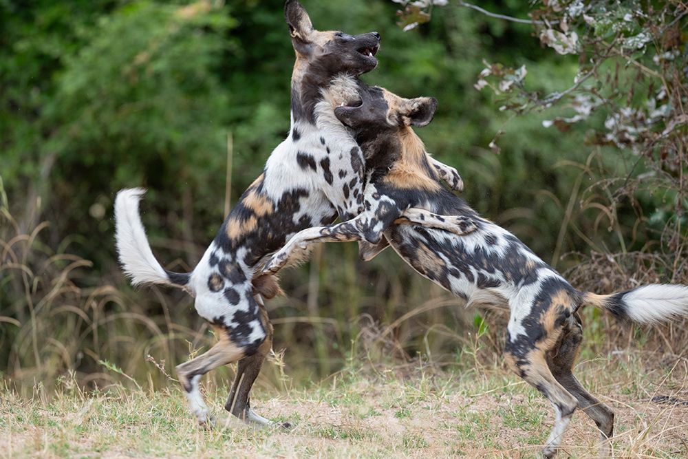 Zambia, South Luangwa National Park. African wild dog from the Manzi Pack. art print by Cindy Miller Hopkins for $57.95 CAD