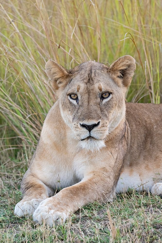 Zambia, South Luangwa National Park. Lioness. art print by Cindy Miller Hopkins for $57.95 CAD
