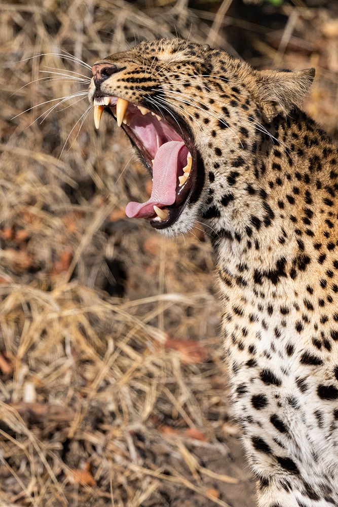 Zambia, South Luangwa National Park. Female leopard yawning. art print by Cindy Miller Hopkins for $57.95 CAD