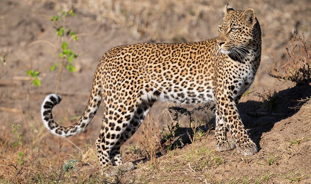 Zambia, South Luangwa National Park. Female leopard. art print by Cindy Miller Hopkins for $57.95 CAD