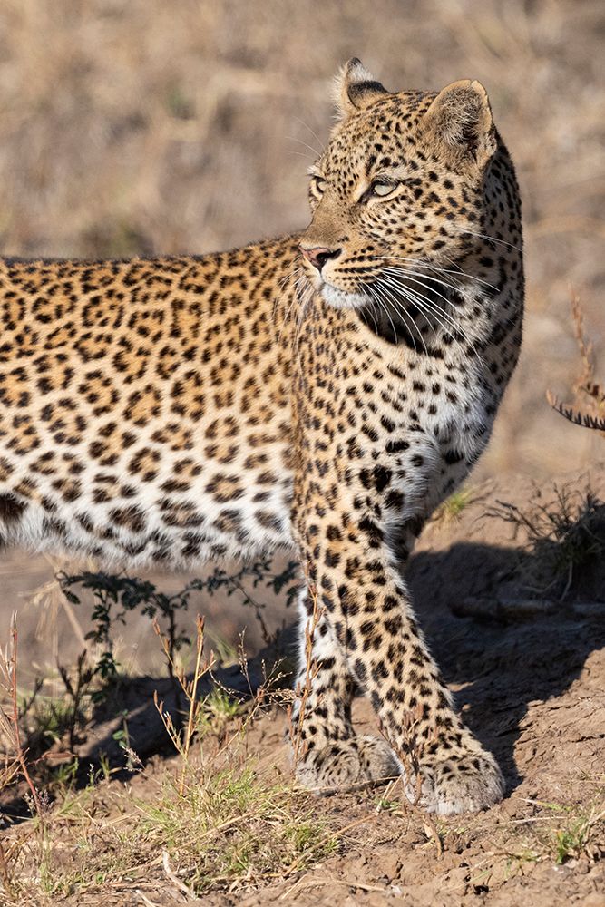 Zambia, South Luangwa National Park. Female leopard. art print by Cindy Miller Hopkins for $57.95 CAD