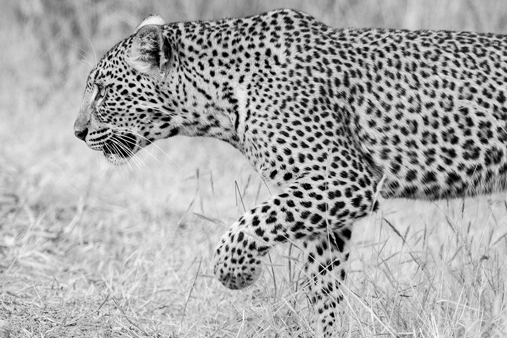 Zambia, South Luangwa National Park. Leopard. art print by Cindy Miller Hopkins for $57.95 CAD