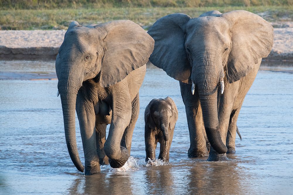 Zambia, South Luangwa. Elephants with baby crossing river. art print by Cindy Miller Hopkins for $57.95 CAD