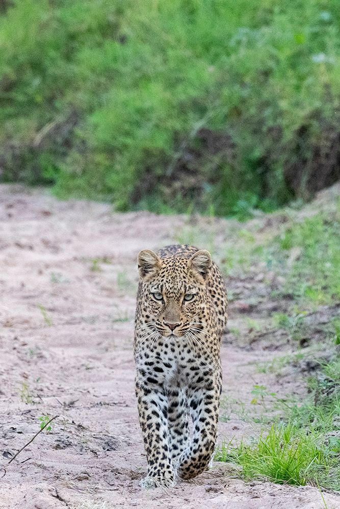 Zambia, South Luangwa National Park. Leopard. art print by Cindy Miller Hopkins for $57.95 CAD