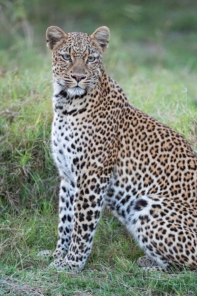Zambia, South Luangwa National Park. Leopard. art print by Cindy Miller Hopkins for $57.95 CAD