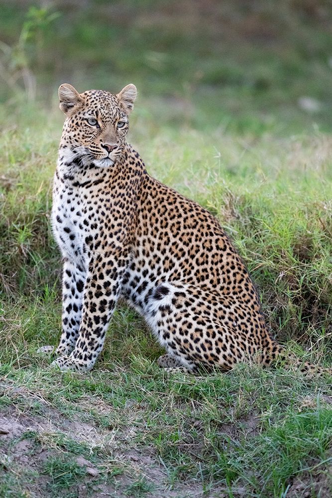 Zambia, South Luangwa National Park. Leopard. art print by Cindy Miller Hopkins for $57.95 CAD
