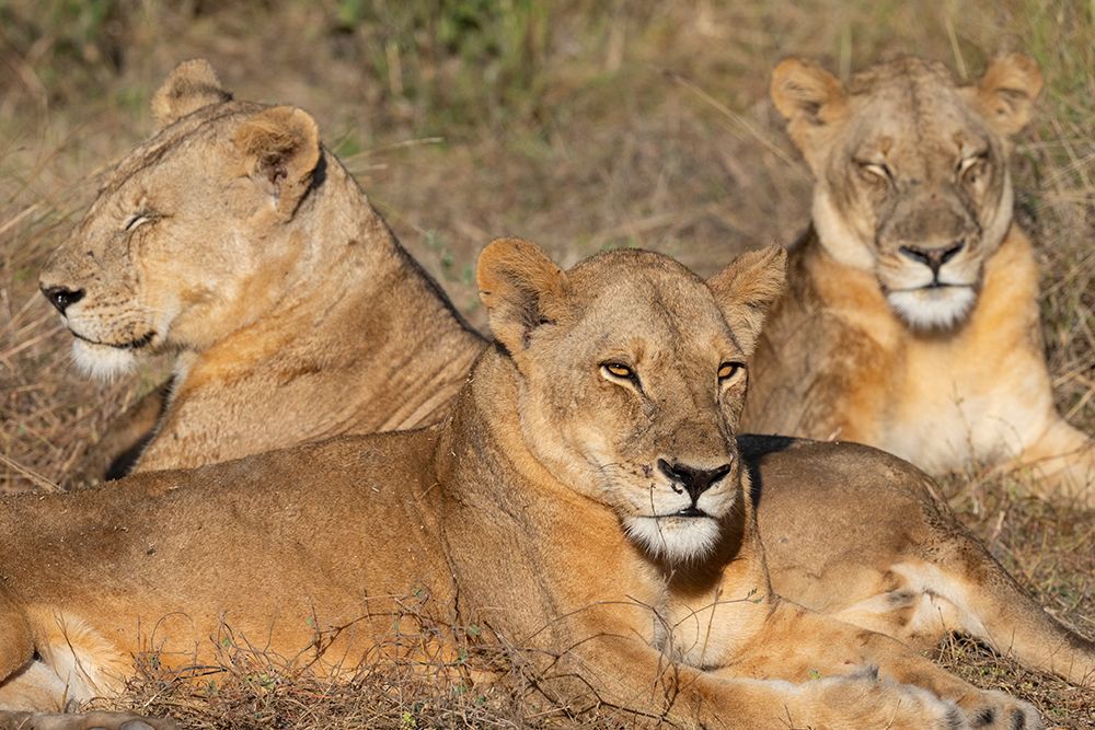 Zambia, South Luangwa National Park. Three adult lionesses. art print by Cindy Miller Hopkins for $57.95 CAD