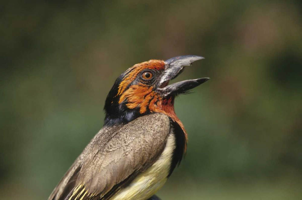 Zimbabwe Close-up of black-collared barbet art print by Joanne Williams for $57.95 CAD