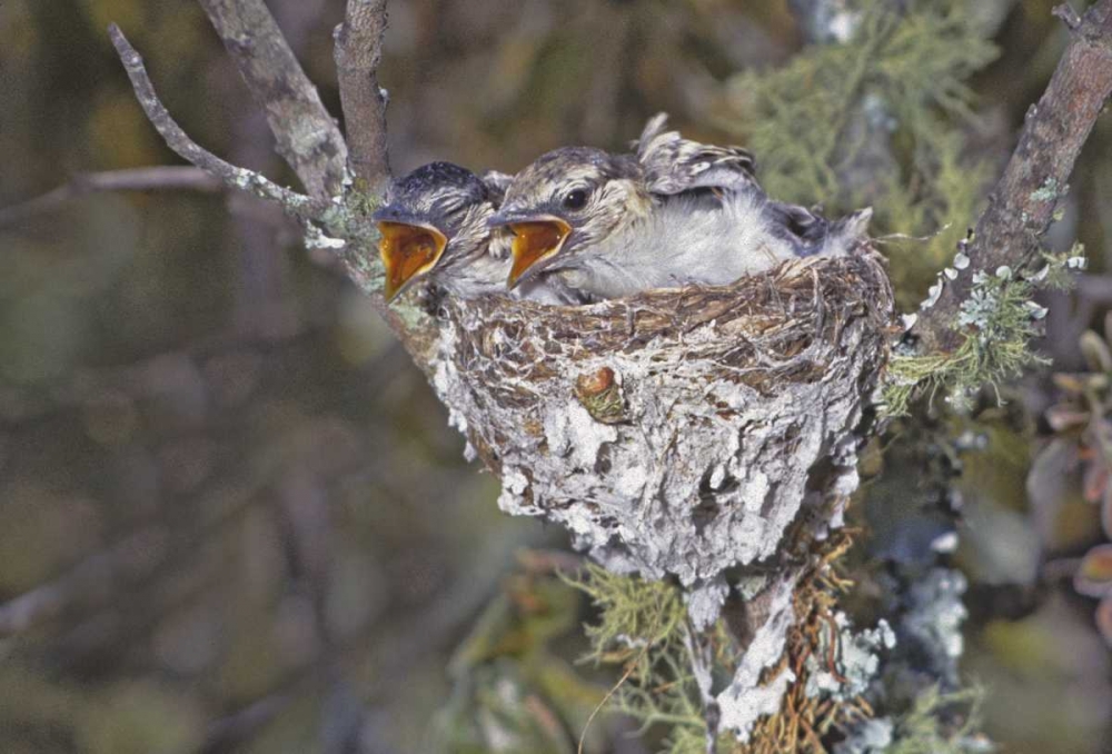 Zimbabwe Puff-backed shrike chicks in nest art print by Joanne Williams for $57.95 CAD
