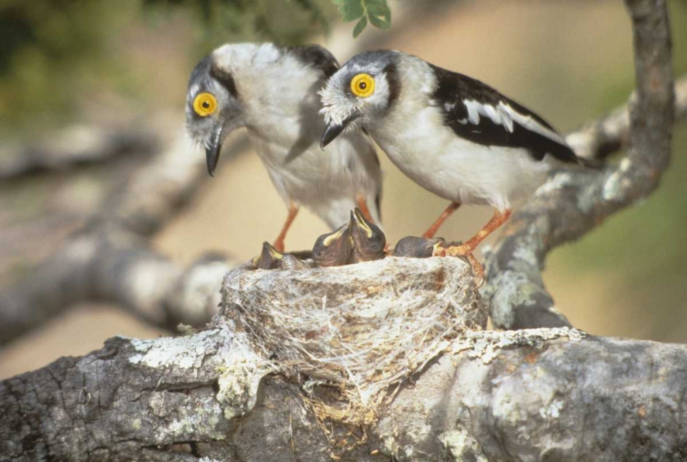 Zimbabwe Helmetshrike on nest with babies art print by Joanne Williams for $57.95 CAD