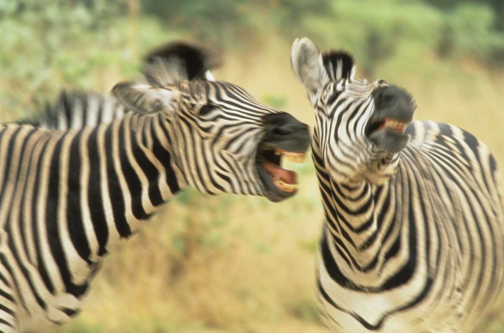 Zimbabwe Two zebras in a dispute art print by Joanne Williams for $57.95 CAD