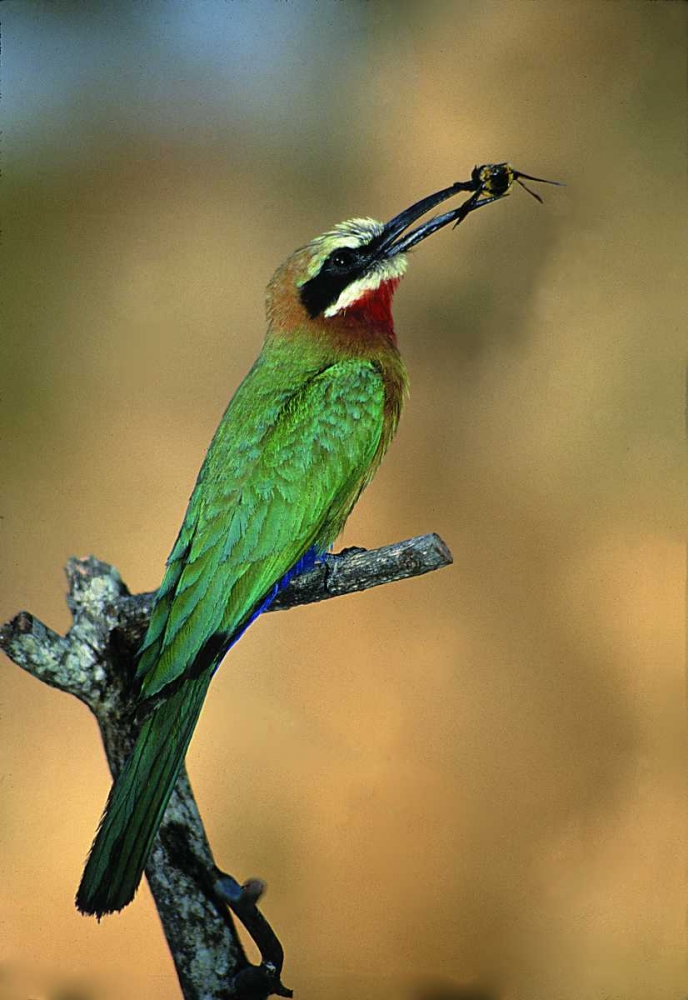 Zimbabwe White-fronted bee-eater with a bee art print by Joanne Williams for $57.95 CAD