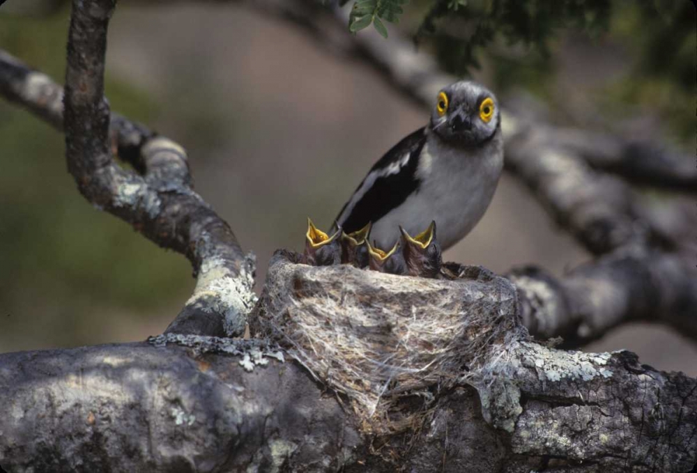 Zimbabwe White helmutshrike on nest with chicks art print by Joanne Williams for $57.95 CAD