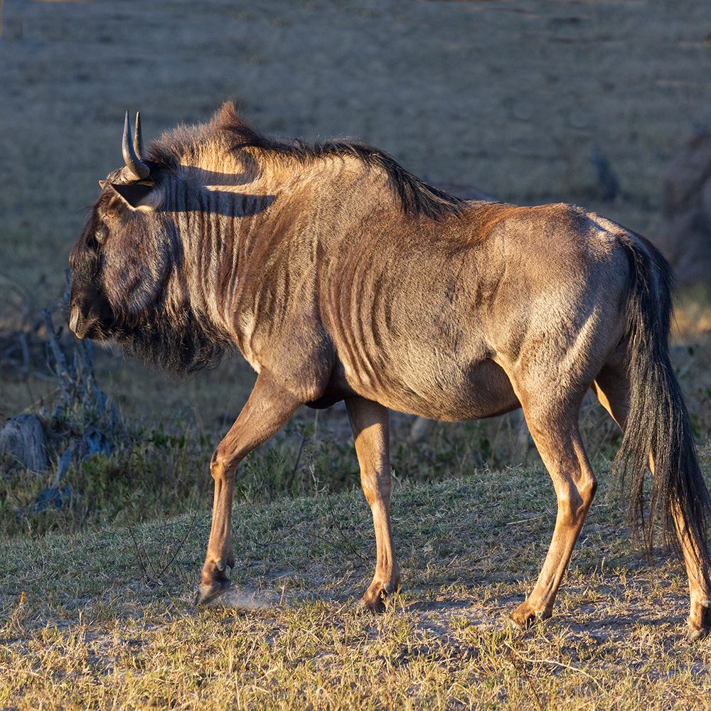 Close-up of wildebeest-aka Gnu. Camelthorn Lodge. Hwange National Park. Zimbabwe. art print by Tom Norring for $57.95 CAD