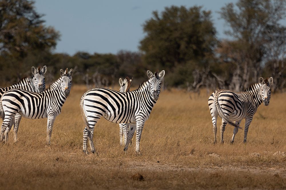 Zebras. Camelthorn Lodge. Hwange National Park. Zimbabwe. art print by Tom Norring for $57.95 CAD