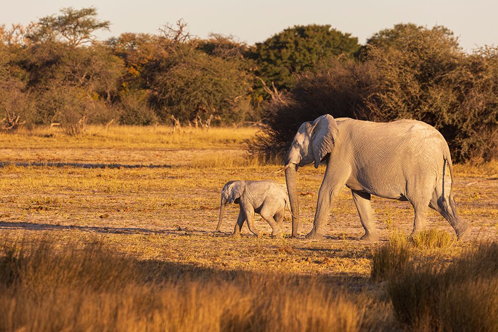 Elephant group with baby fooling around. Camelthorn Lodge. Hwange National Park. Zimbabwe. art print by Tom Norring for $57.95 CAD