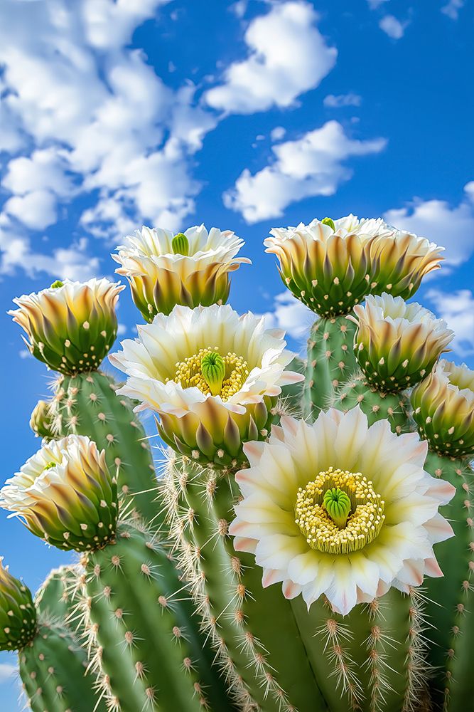 Close-up of desert cactus with white flowers art print by Jaynes Gallery for $57.95 CAD