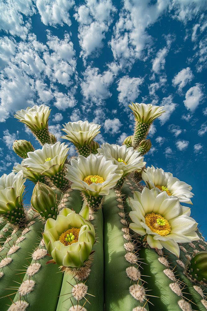 Close-up of desert cactus with white flowers art print by Jaynes Gallery for $57.95 CAD