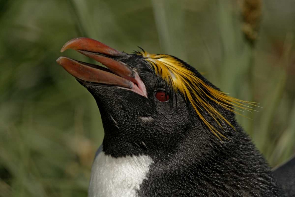 South Georgia Isl, Cooper Bay Macaroni penguin art print by Arthur Morris for $57.95 CAD