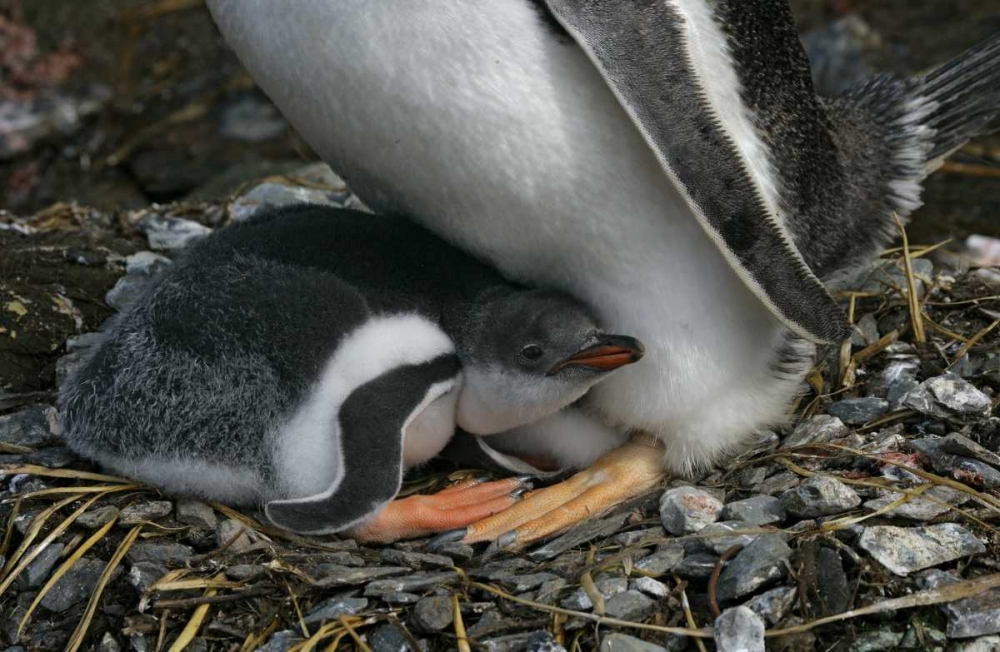 South Georgia Isl, Gold Bay Gentoo penguin chick art print by Arthur Morris for $57.95 CAD