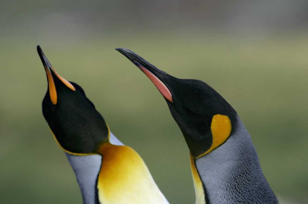 South Georgia Isl King penguins in courtship art print by Arthur Morris for $57.95 CAD