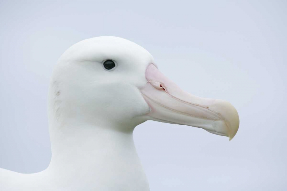 South Georgia Isl, Prion Isl Wandering albatross art print by Arthur Morris for $57.95 CAD