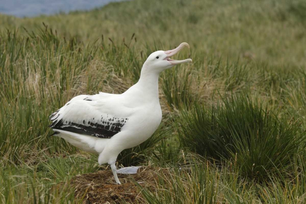 South Georgia Isl, Prion Isl Wandering albatross art print by Arthur Morris for $57.95 CAD