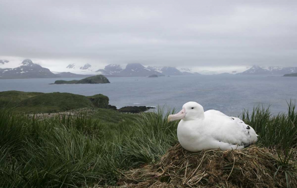South Georgia Isl, Prion Isl Wandering albatross art print by Arthur Morris for $57.95 CAD