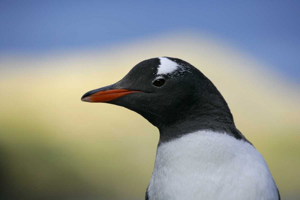 South Georgia Is, Stromess Bay Gentoo penguin art print by Arthur Morris for $57.95 CAD