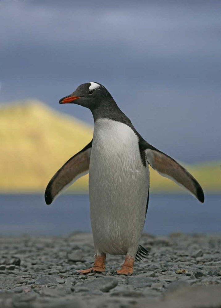 South Georgia Isl, Stromess Bay Gentoo penguin art print by Arthur Morris for $57.95 CAD